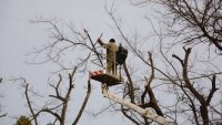 Премахват опасни сухи дървета в район „Приморски“ днес