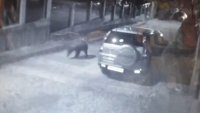 Мечка се разходи по улиците на Карлово