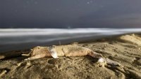 Труп на делфин изплава на плажа в Шкорпиловци