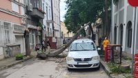 Дърво падна върху кола във Варна (СНИМКИ)