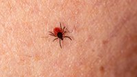 Мъж почина след ухапване от кърлеж в Гърция