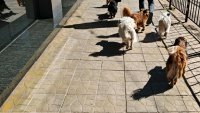 Варненец алармира: Заведение "развъжда" бездомни кучета