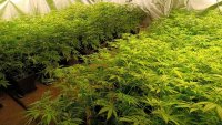 Употребата на канабис срещу болка или депресия увеличава риска от параноя