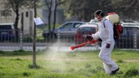 Вредители нападнаха дърветата в централната част на Варна