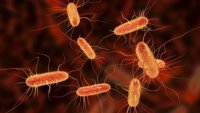 Стрептококова бактерия мори деца във Великобритания