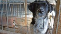 Днес във Варна тече кампанията за насърчаване осиновяването на кучета