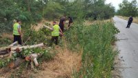 Отрязаха над 20 опасни дървета край Варна