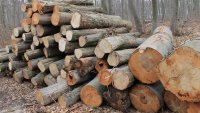 Откриха незаконна дървесина в частен двор край Варна
