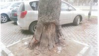 Премахват 3 сухи и опасни дървета в центъра на Варна