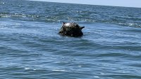 Забелязаха обект, наподобяващ&nbsp;морска мина край&nbsp;Емине
