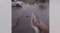 Дъжд от живи риби валя в Иран (ВИДЕО)