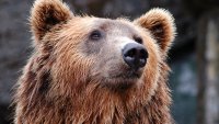 Няма страх: Мечка се поразходи из ловешки улици