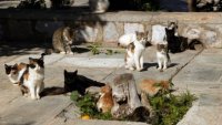 8 август е Международният ден на котките