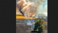 Бягащото дърво не успя да избяга от пожара на АМ Тракия (СНИМКИ)
