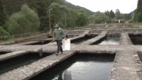 Тревожно: Масов мор на рибата в пъстървовите стопанства у нас