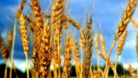Много слаба реколта от жито отчитат в Южна България