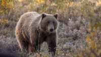 Мечки атакуват животни и пчелини, стръвница влезе манастир край Сопот (СНИМКИ18+)