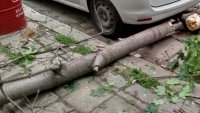 Клон се стовари на оживено място в центъра на Варна