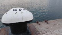 Над 105 кг черна морска мида бе спасена във водите до варненско пристанище