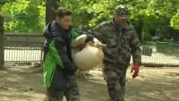 Втори розов пеликан спасиха ветеринари от варненския Зоокът. Птицата е женска