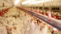 Две ферми в Добрич пламнаха от "птичи грип"