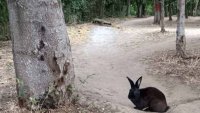Докато всички търсят черната пантера: Из Варна обикаля черен заек