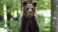 Мечката стръвница изяде още едно агне в манастира край Сопот