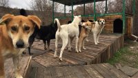 Предвиждат масова кастрация на бездомните кучета във Варна
