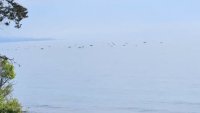 Черно море "завря" от сафрид