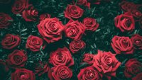 Рози от Еквадор ще радват дамите за 8 март и тази година